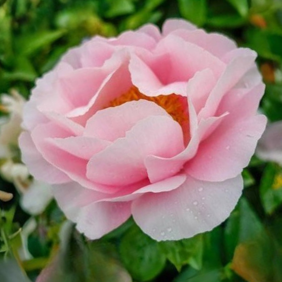 Salmon Dream Peony Seeds - Chinese Peony, 10+ seeds