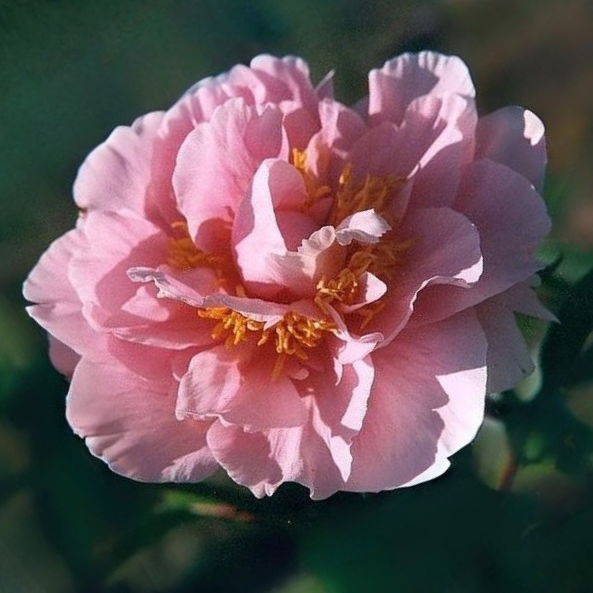 Salmon Dream Peony Seeds - Chinese Peony, 10+ seeds
