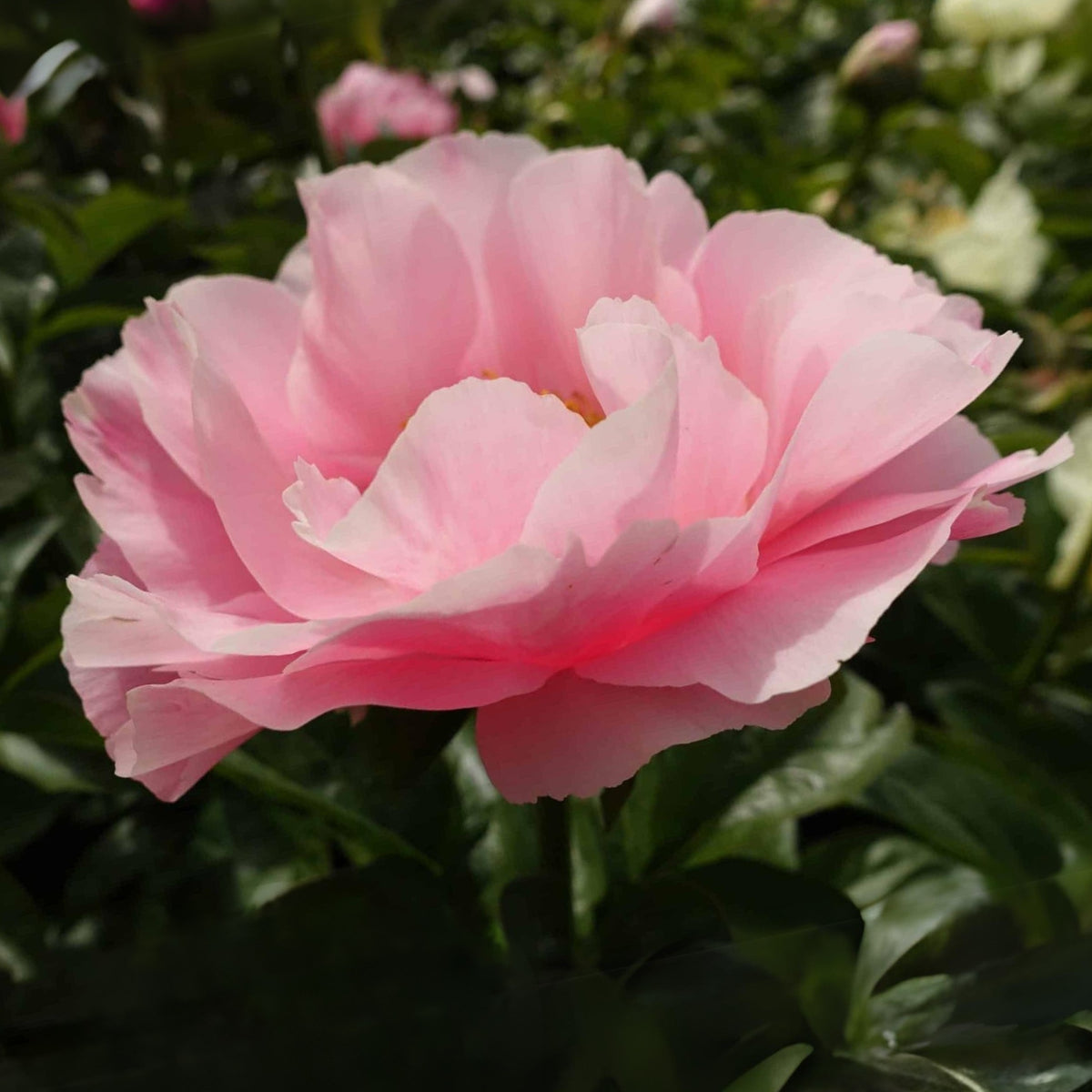 Salmon Dream Peony Seeds - Chinese Peony, 10+ seeds