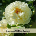 10+ Seeds| Lemon Chiffon Peony Seeds  (Paeonia, Chinese Peony) – Heirloom Perennial Flower Seeds for Colorful Garden Blooms, Ornamental Landscaping & Cut Flowers#B034