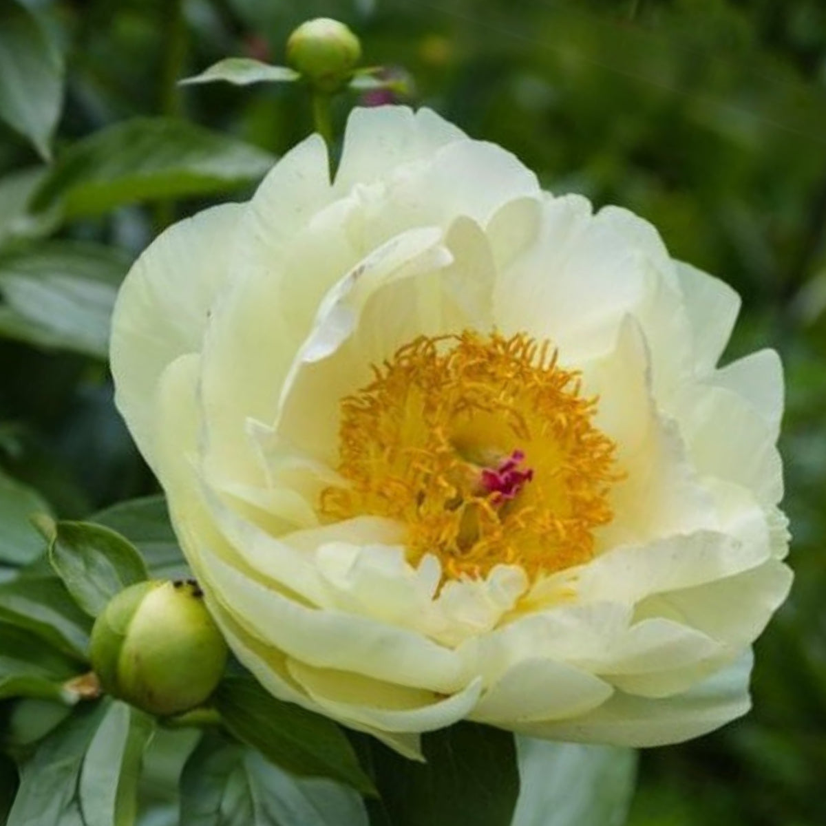 Lemon Chiffon Peony Seeds (Paeonia, Chinese Peony), 10+ seeds