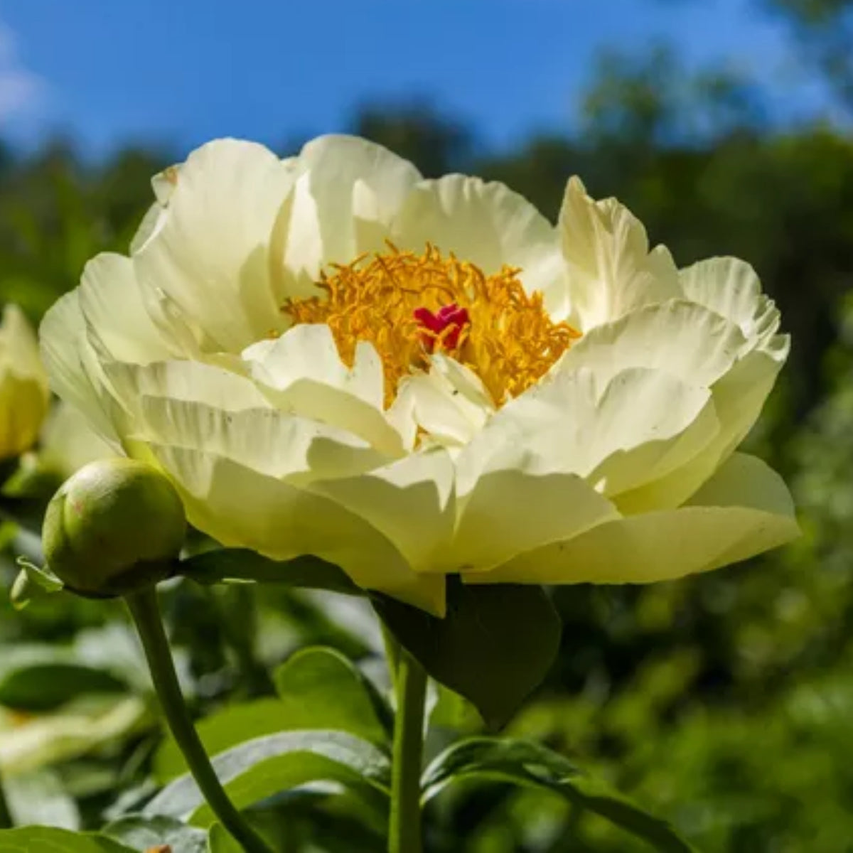 Lemon Chiffon Peony Seeds (Paeonia, Chinese Peony), 10+ seeds
