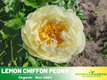 10+ Seeds| Lemon Chiffon Peony Seeds  (Paeonia, Chinese Peony) – Heirloom Perennial Flower Seeds for Colorful Garden Blooms, Ornamental Landscaping & Cut Flowers#B034