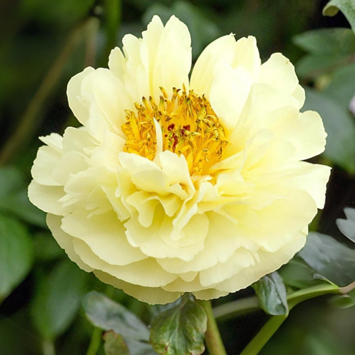 Lemon Chiffon Peony Seeds (Paeonia, Chinese Peony), 10+ seeds