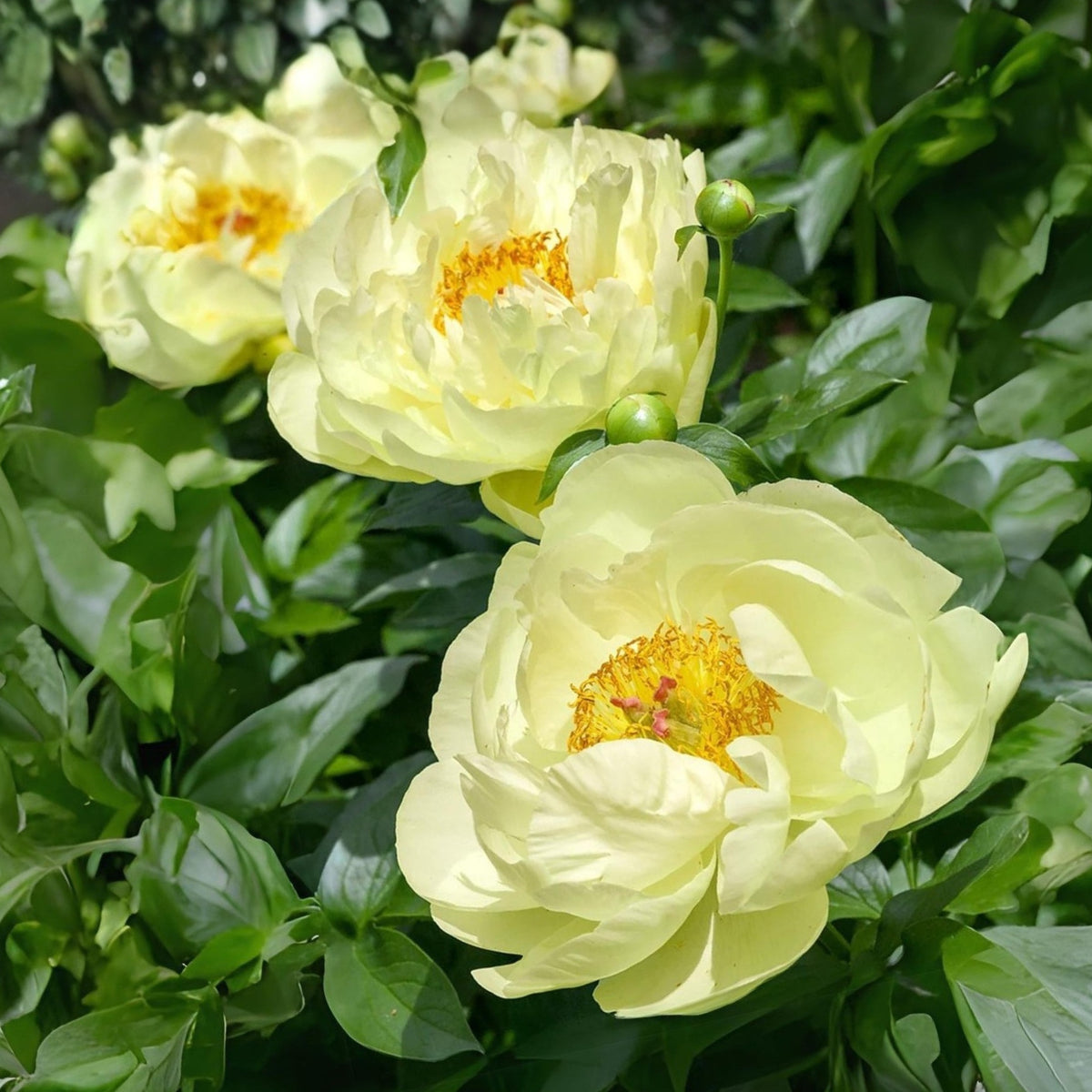 Lemon Chiffon Peony Seeds (Paeonia, Chinese Peony), 10+ seeds