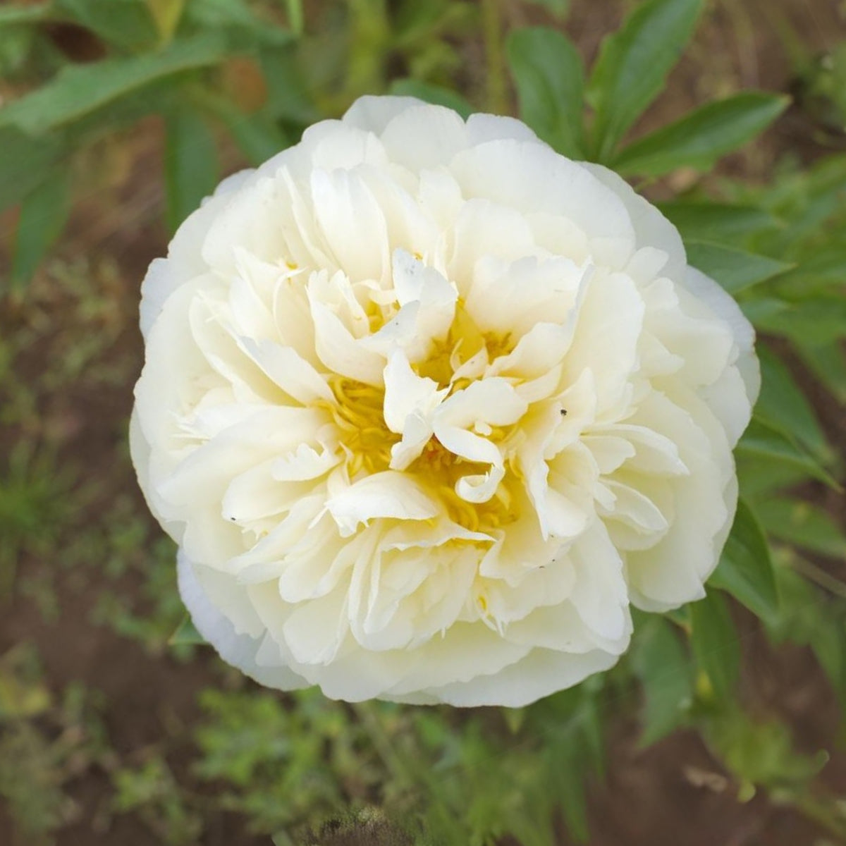 Lemon Chiffon Peony Seeds (Paeonia, Chinese Peony), 10+ seeds