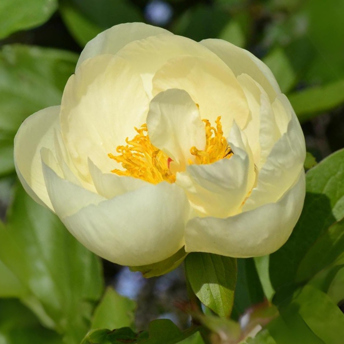 Lemon Chiffon Peony Seeds (Paeonia, Chinese Peony), 10+ seeds