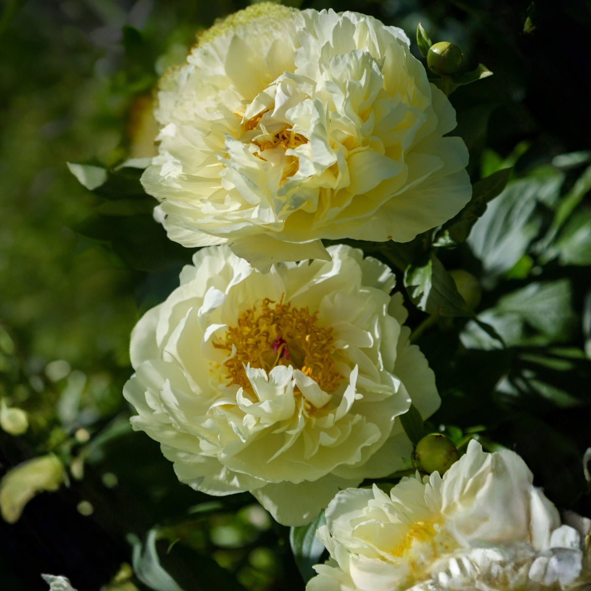 Lemon Chiffon Peony Seeds (Paeonia, Chinese Peony), 10+ seeds