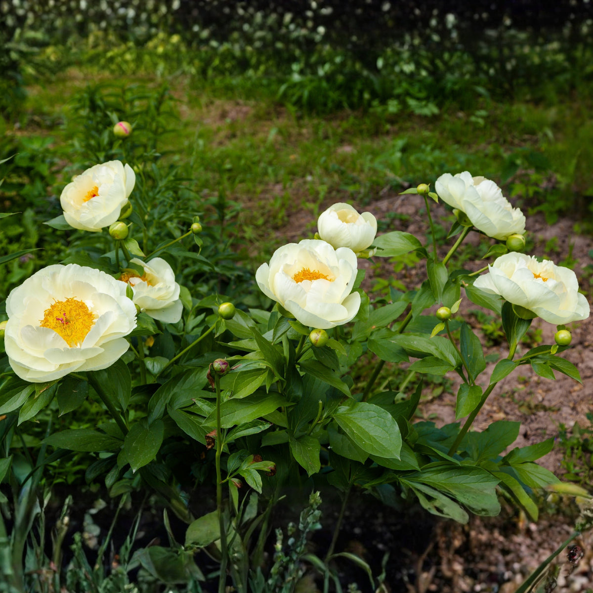 Lemon Chiffon Peony Seeds (Paeonia, Chinese Peony), 10+ seeds