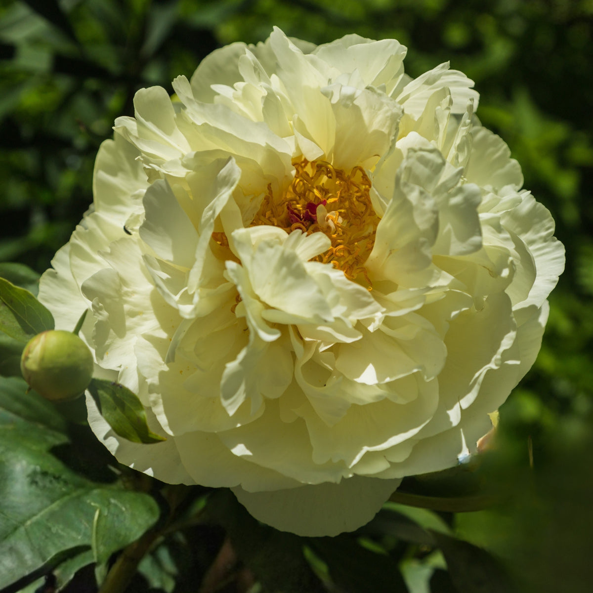 Lemon Chiffon Peony Seeds (Paeonia, Chinese Peony), 10+ seeds