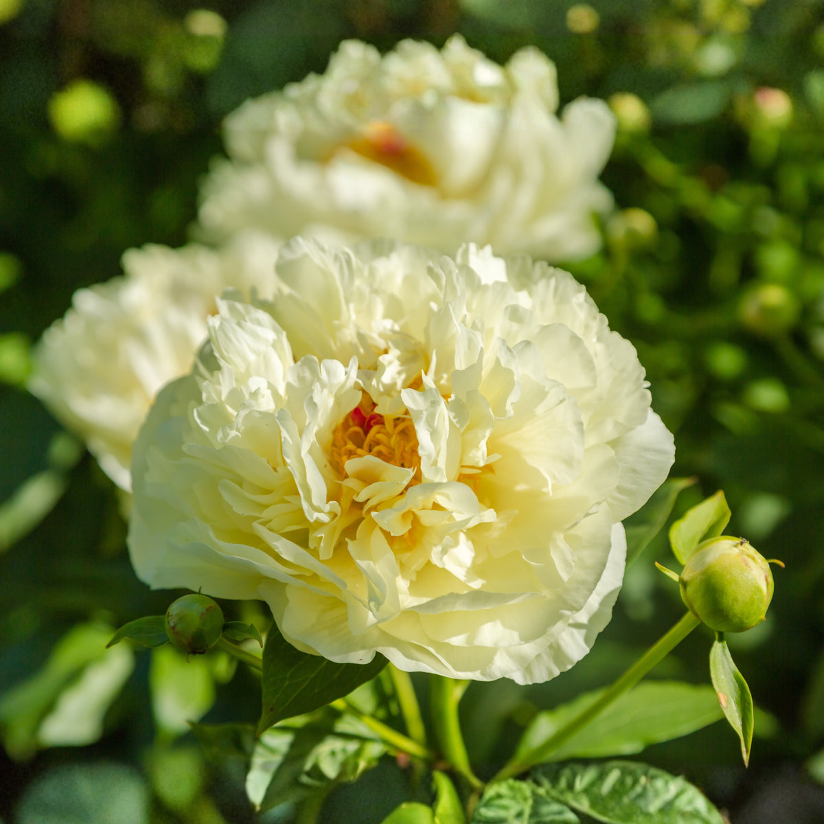 Lemon Chiffon Peony Seeds (Paeonia, Chinese Peony), 10+ seeds