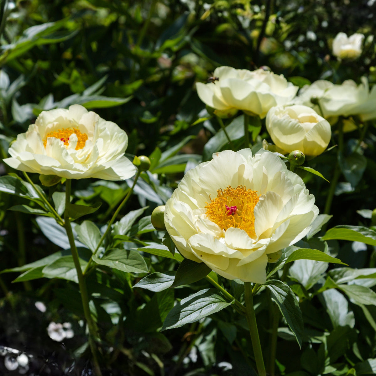 Lemon Chiffon Peony Seeds (Paeonia, Chinese Peony), 10+ seeds