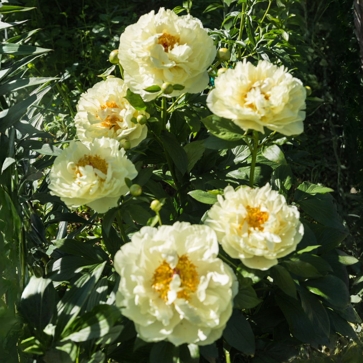 Lemon Chiffon Peony Seeds (Paeonia, Chinese Peony), 10+ seeds