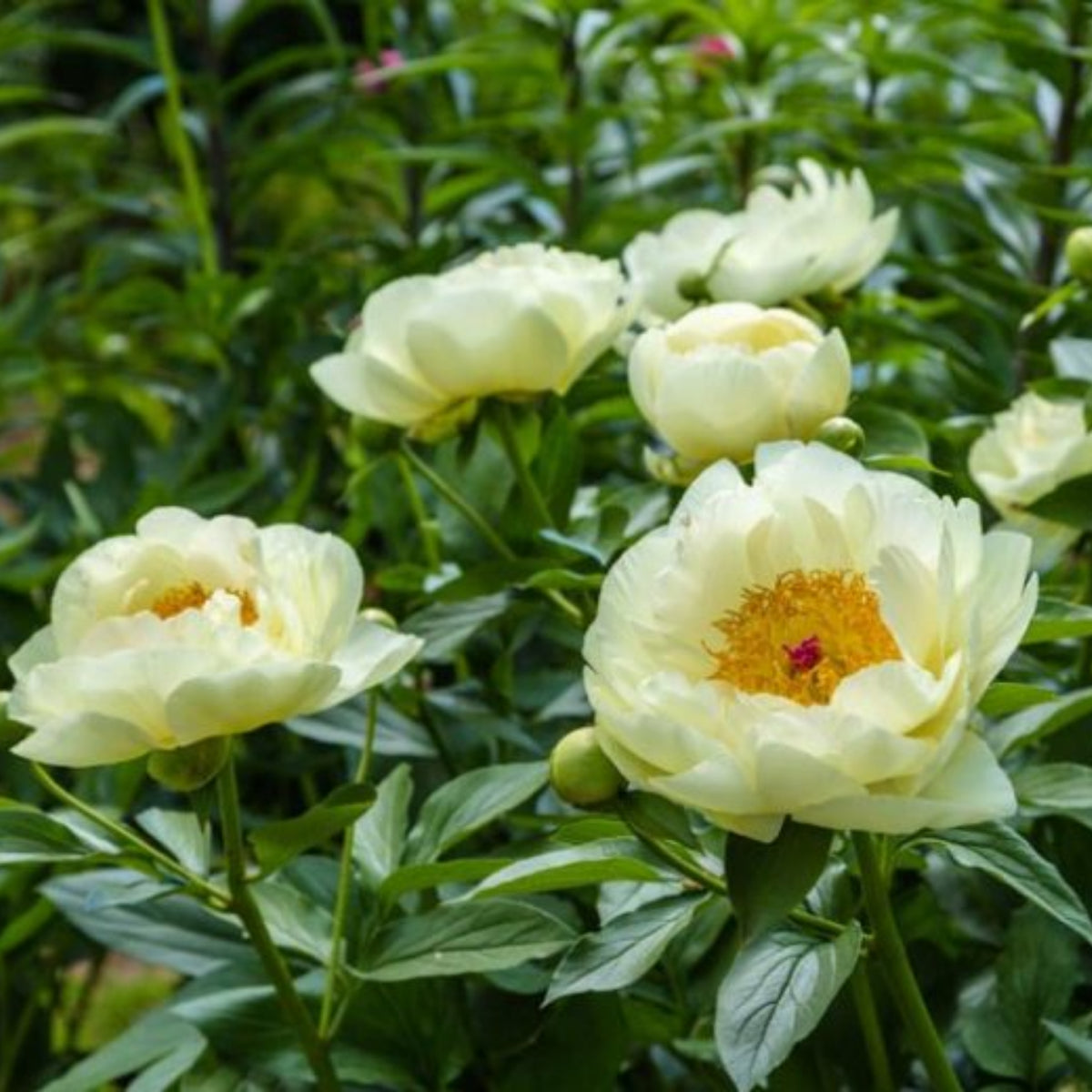 Lemon Chiffon Peony Seeds (Paeonia, Chinese Peony), 10+ seeds