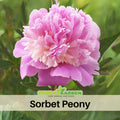 10+ Rare Seeds| Pink Sorbet Peony Seeds (Paeonia, Chinese Peony) – Heirloom Perennial Flower Seeds for Colorful Garden Blooms, Ornamental Landscaping & Cut Flowers#B036