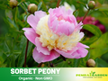 10+ Rare Seeds| Pink Sorbet Peony Seeds (Paeonia, Chinese Peony) – Heirloom Perennial Flower Seeds for Colorful Garden Blooms, Ornamental Landscaping & Cut Flowers#B036