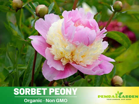 chinese peony flower seeds 10+ Rare Seeds| Pink Sorbet Peony Seeds (Paeonia, Chinese Peony) – Hei – PEMDASGARDEN