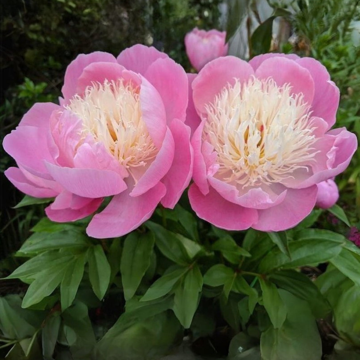 Pink Sorbet Peony Seeds - Chinese Peony, 10+ seeds