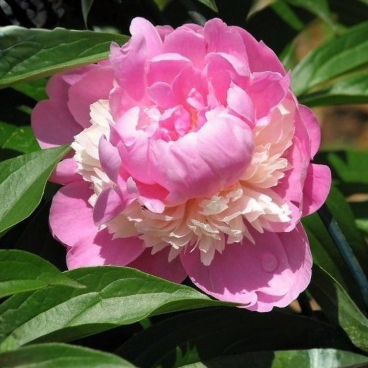 Pink Sorbet Peony Seeds - Chinese Peony, 10+ seeds