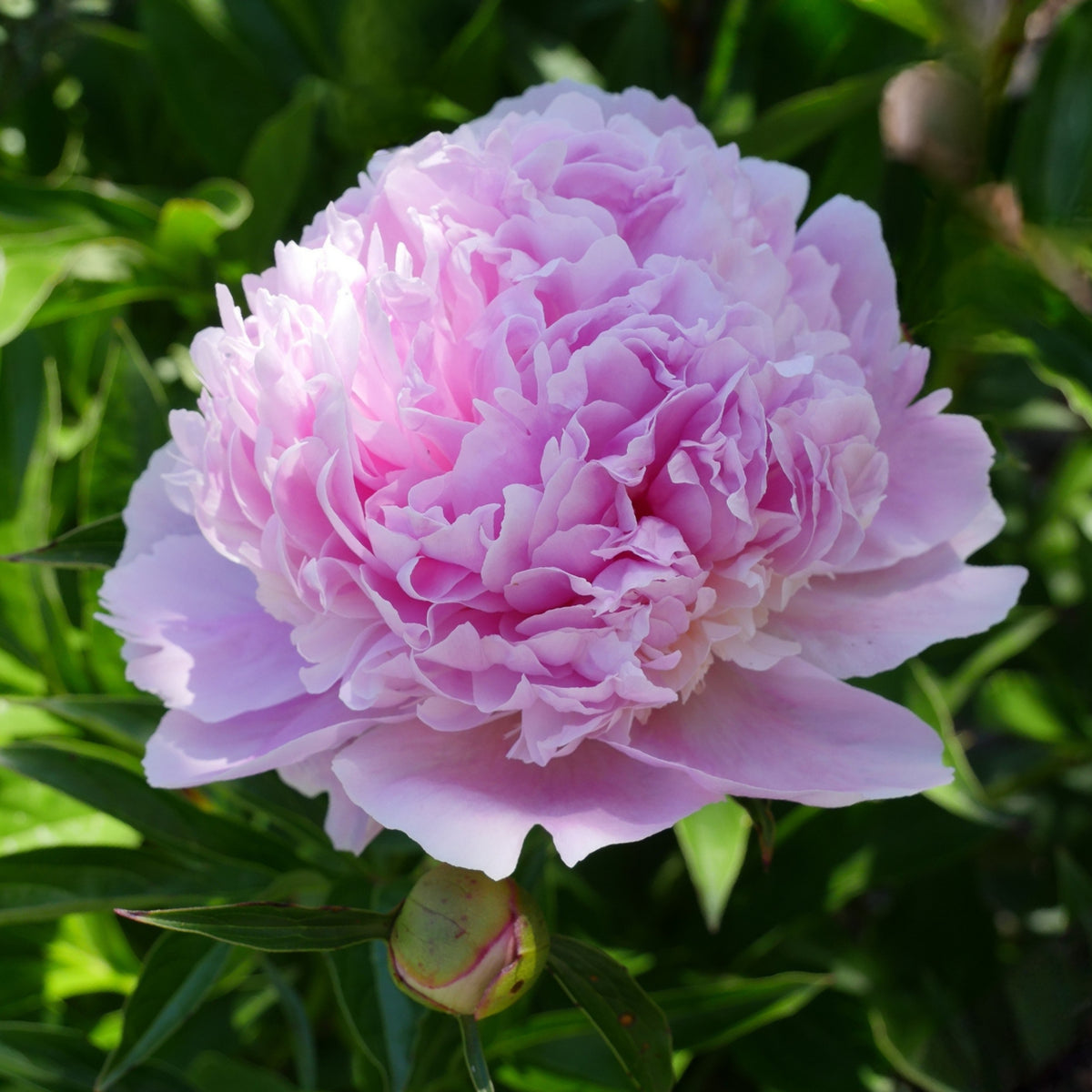 Pink Sorbet Peony Seeds - Chinese Peony, 10+ seeds