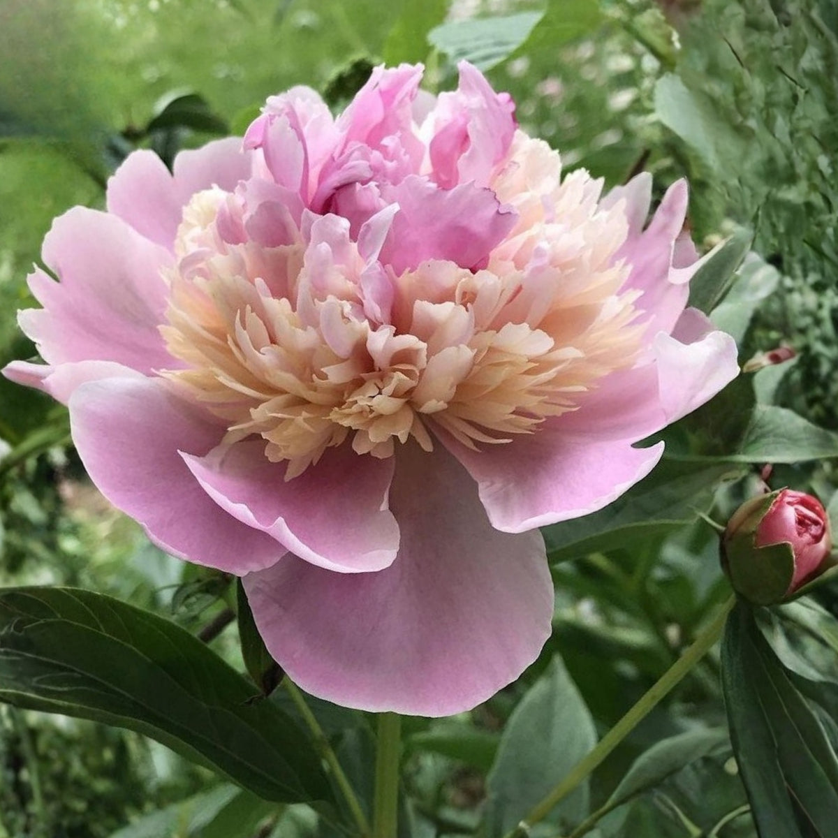 Pink Sorbet Peony Seeds - Chinese Peony, 10+ seeds
