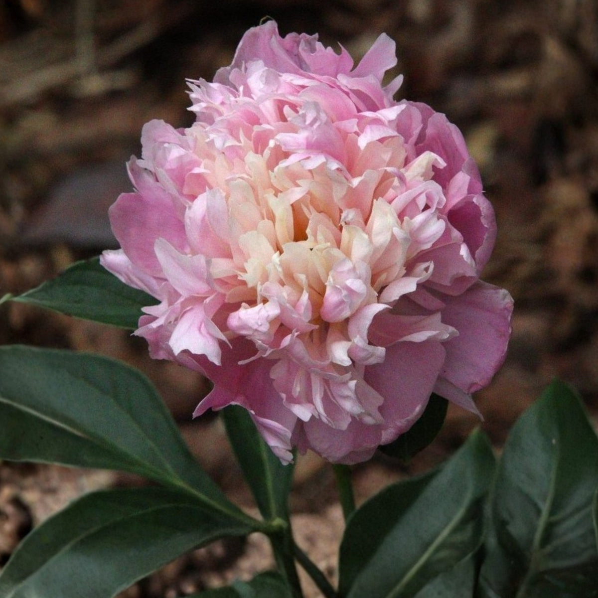 Pink Sorbet Peony Seeds - Chinese Peony, 10+ seeds