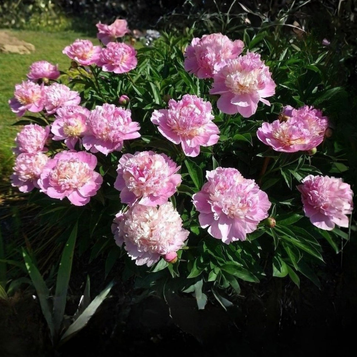 Pink Sorbet Peony Seeds - Chinese Peony, 10+ seeds