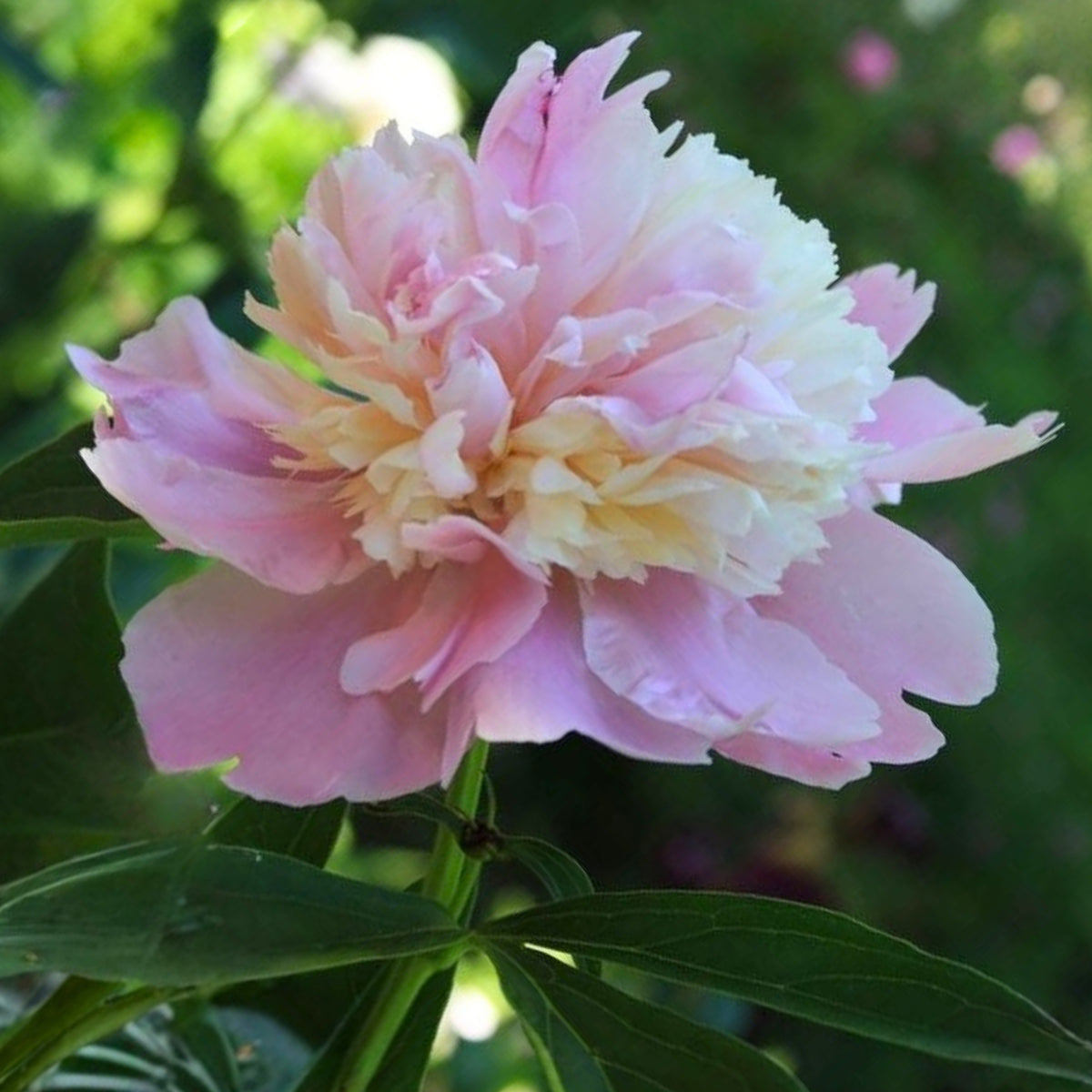 Pink Sorbet Peony Seeds - Chinese Peony, 10+ seeds