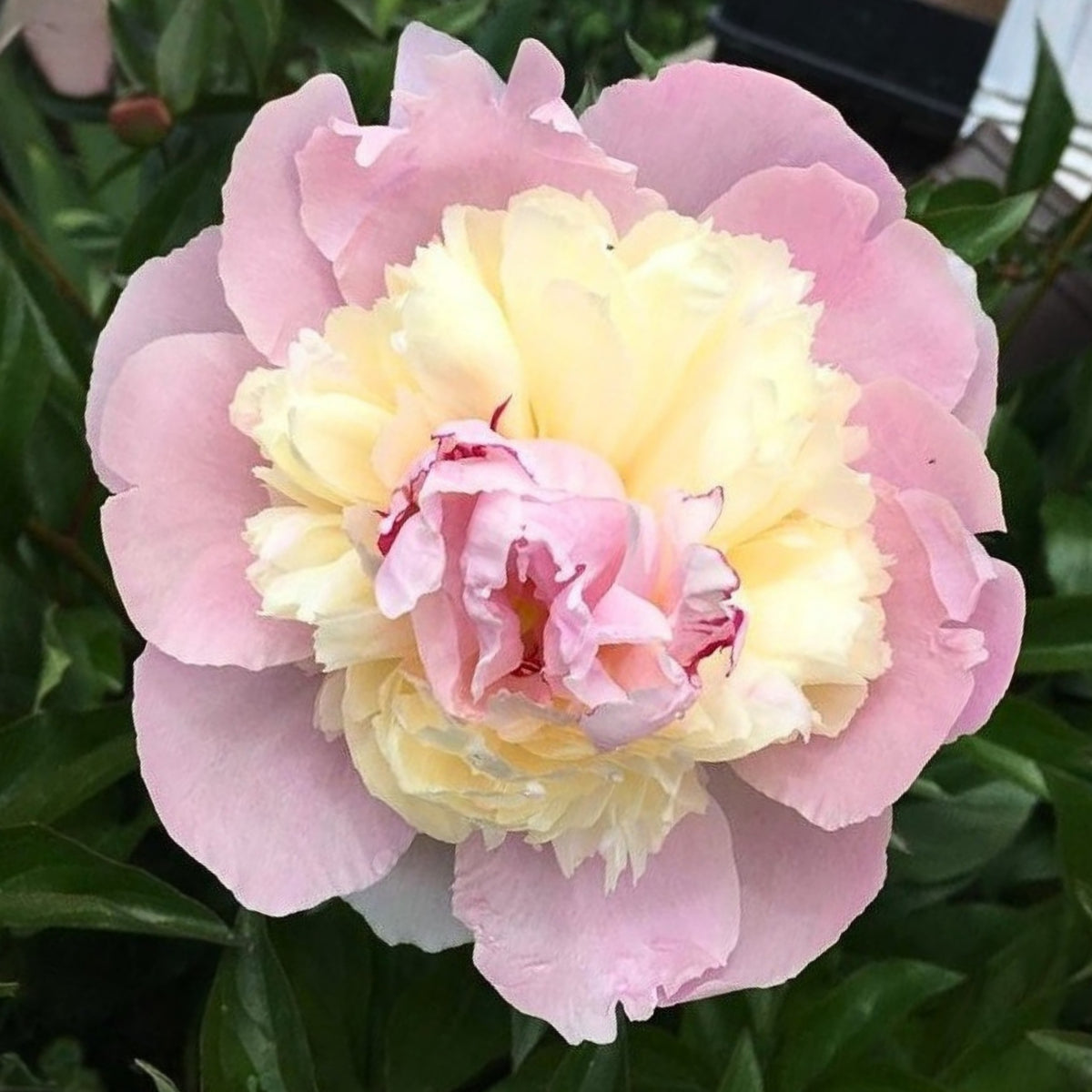 Pink Sorbet Peony Seeds - Chinese Peony, 10+ seeds