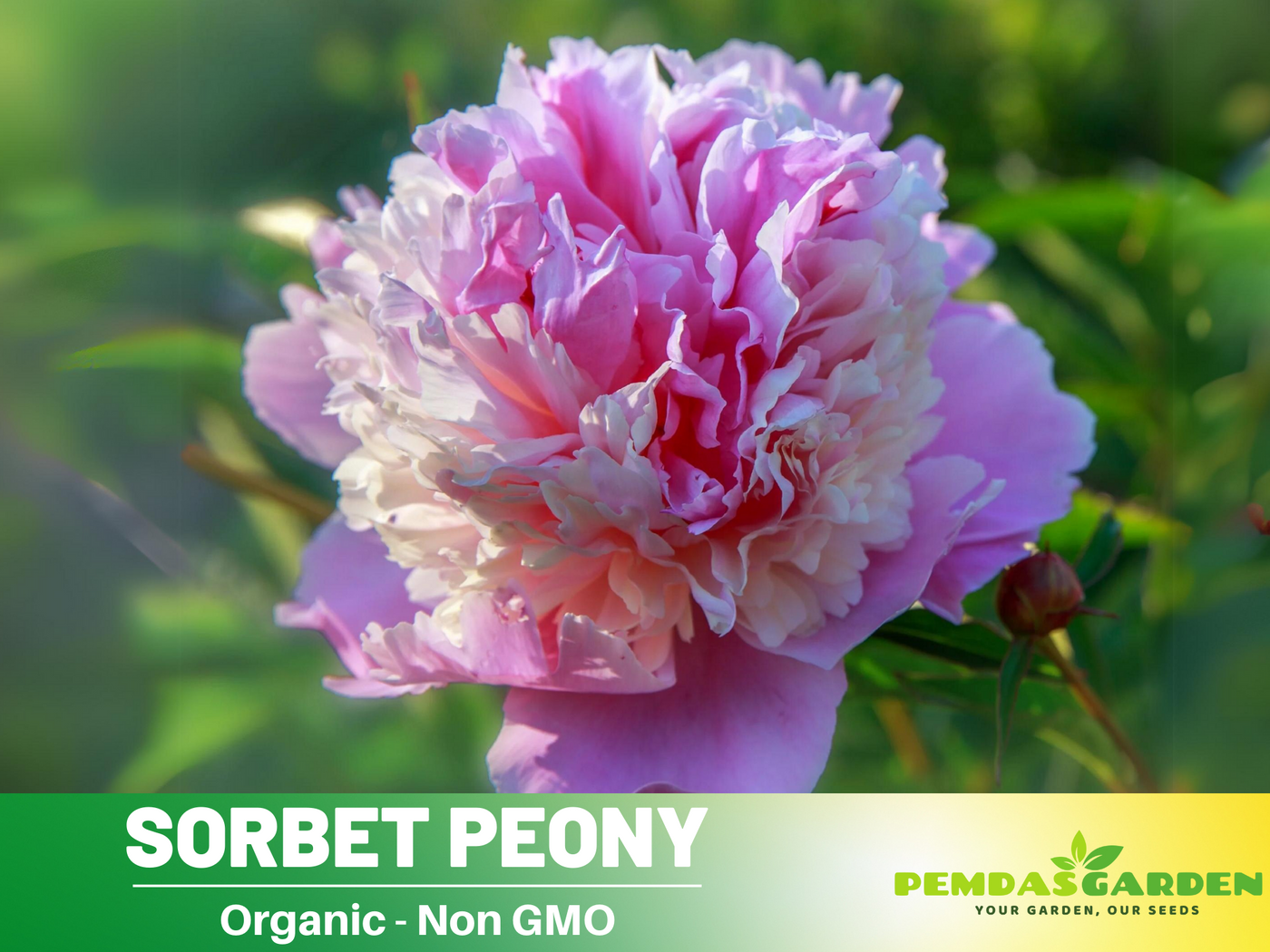 chinese peony flower seeds 10+ Rare Seeds| Pink Sorbet Peony Seeds (Paeonia, Chinese Peony) – Hei – PEMDASGARDEN