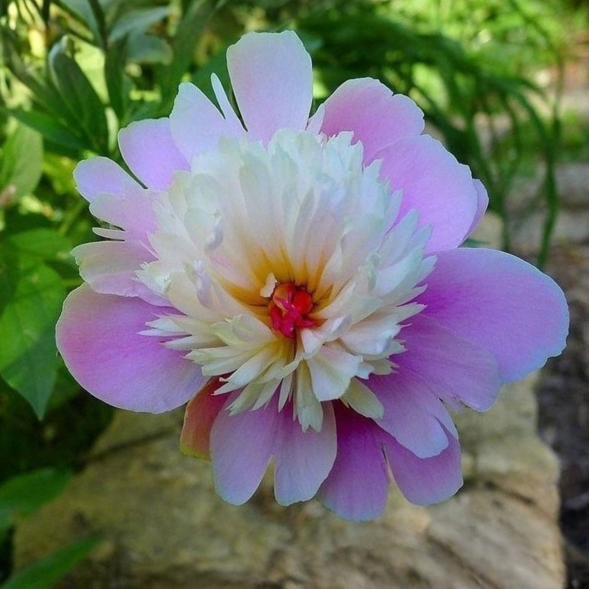 Pink Sorbet Peony Seeds - Chinese Peony, 10+ seeds