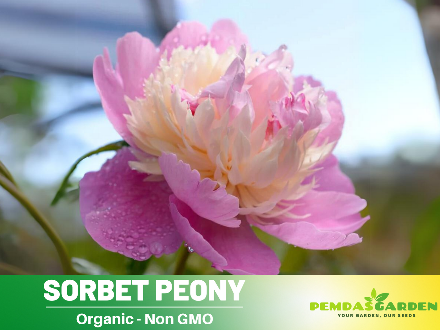 chinese peony flower seeds 10+ Rare Seeds| Pink Sorbet Peony Seeds (Paeonia, Chinese Peony) – Heirloom Perennial Flower Seeds for Colorful Garden Blooms, Ornamental Landscaping