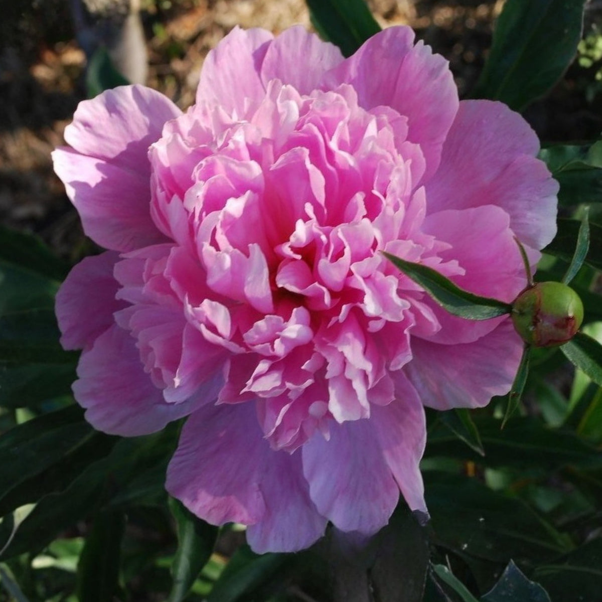 Pink Sorbet Peony Seeds - Chinese Peony, 10+ seeds