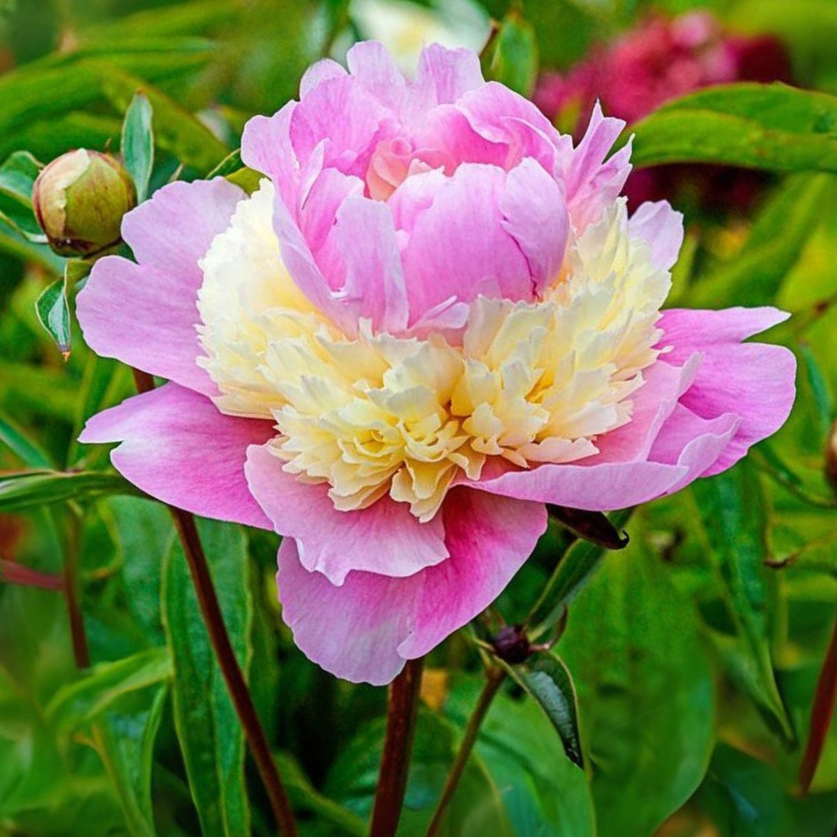 Pink Sorbet Peony Seeds - Chinese Peony, 10+ seeds