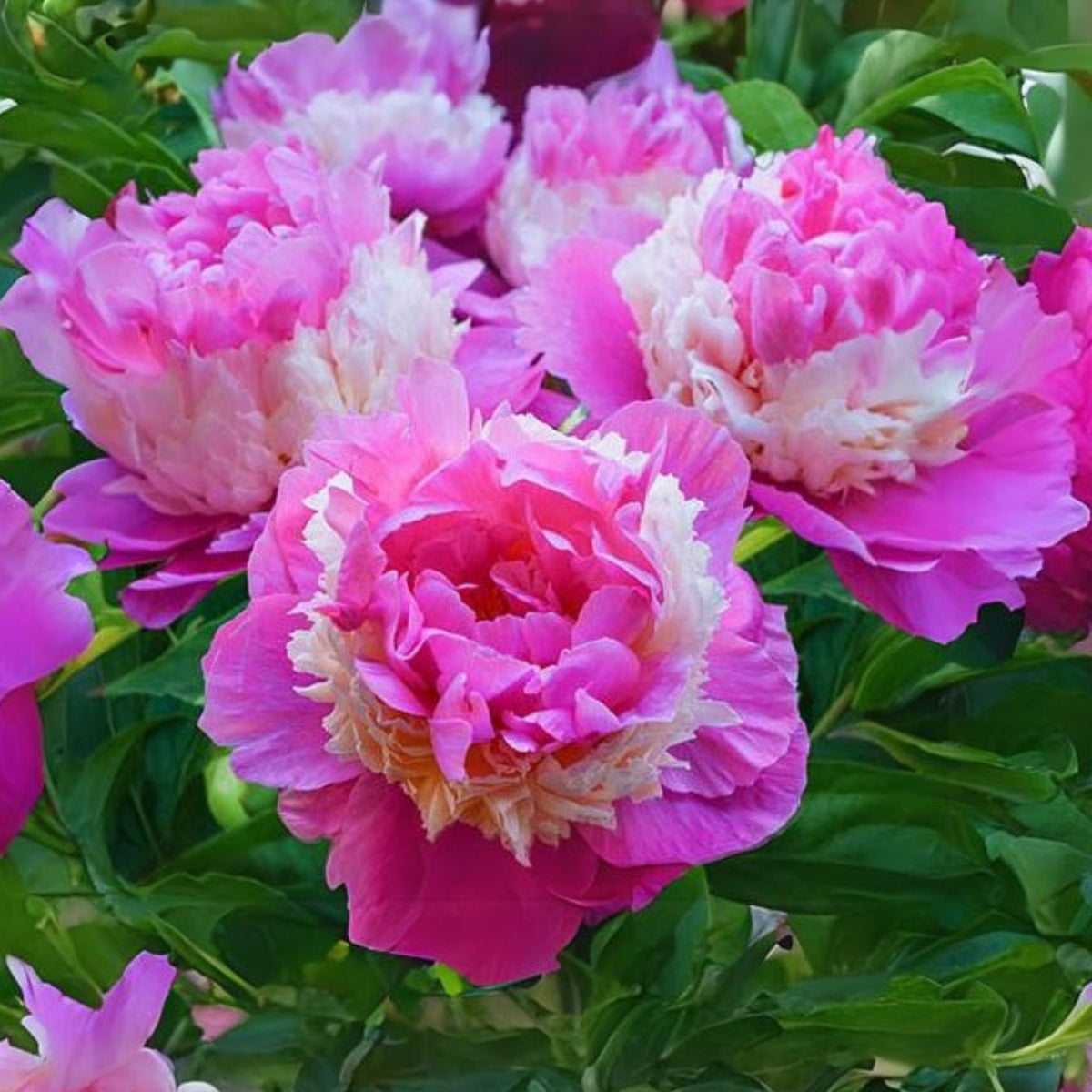 Pink Sorbet Peony Seeds - Chinese Peony, 10+ seeds