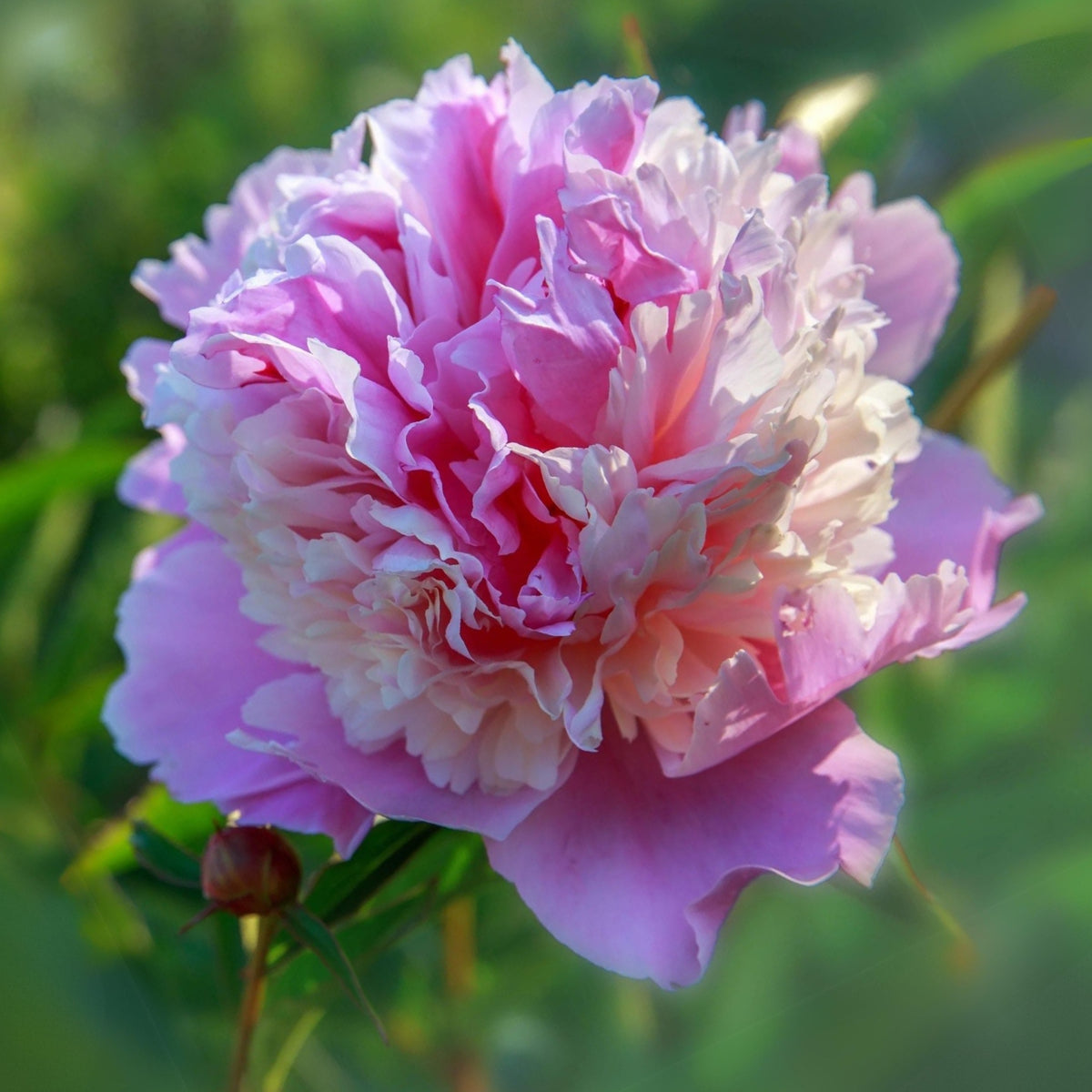 Pink Sorbet Peony Seeds - Chinese Peony, 10+ seeds