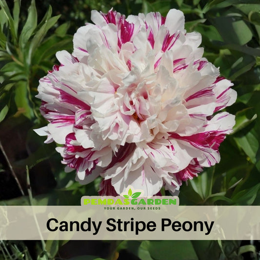 Candy Stripe Peony Seeds - Herbaceous Peony, Double Blooms, 10+ seeds