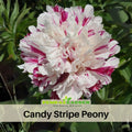 10+ Rare Seeds| Candy Stripe Peony Seeds (Paeonia, Herbaceous Peony) – Double Blooms, Vibrant Garden Blooms, Romantic Perennial Blooms for Cottage Garden, Fragrant Cut Flowers, Easy to Grow#B037