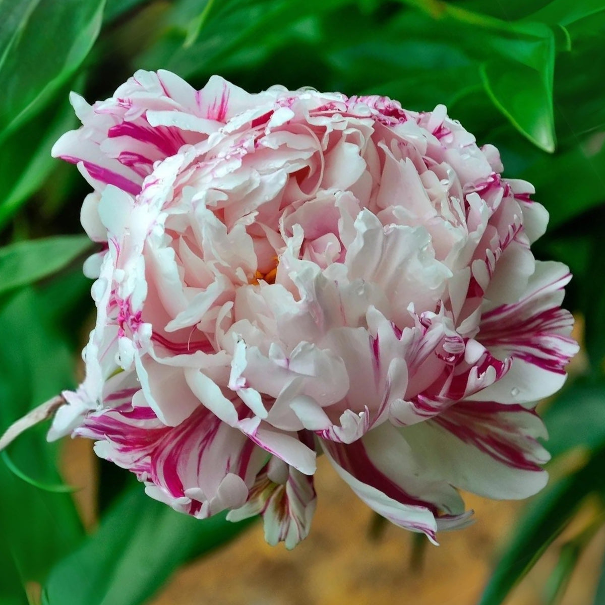 Candy Stripe Peony Seeds - Herbaceous Peony, Double Blooms, 10+ seeds