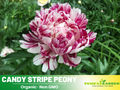 10+ Rare Seeds| Candy Stripe Peony Seeds (Paeonia, Herbaceous Peony) – Double Blooms, Vibrant Garden Blooms, Romantic Perennial Blooms for Cottage Garden, Fragrant Cut Flowers, Easy to Grow#B037