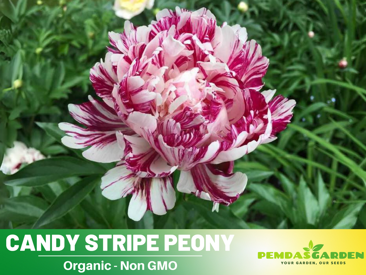 rare perennial flower seeds 10+ Rare Seeds| Candy Stripe Peony Seeds (Paeonia, Herbaceous Peony) – Double Blooms, Vibrant Garden Blooms, Romantic Perennial Blooms for Cottage