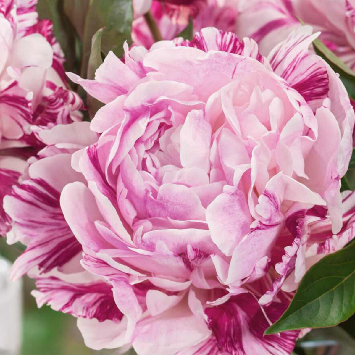 Candy Stripe Peony Seeds - Herbaceous Peony, Double Blooms, 10+ seeds