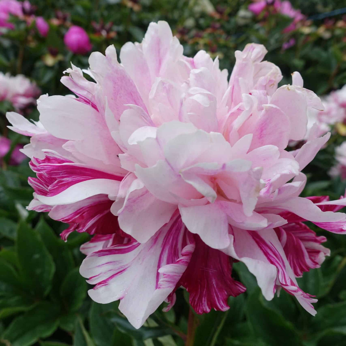 Candy Stripe Peony Seeds - Herbaceous Peony, Double Blooms, 10+ seeds