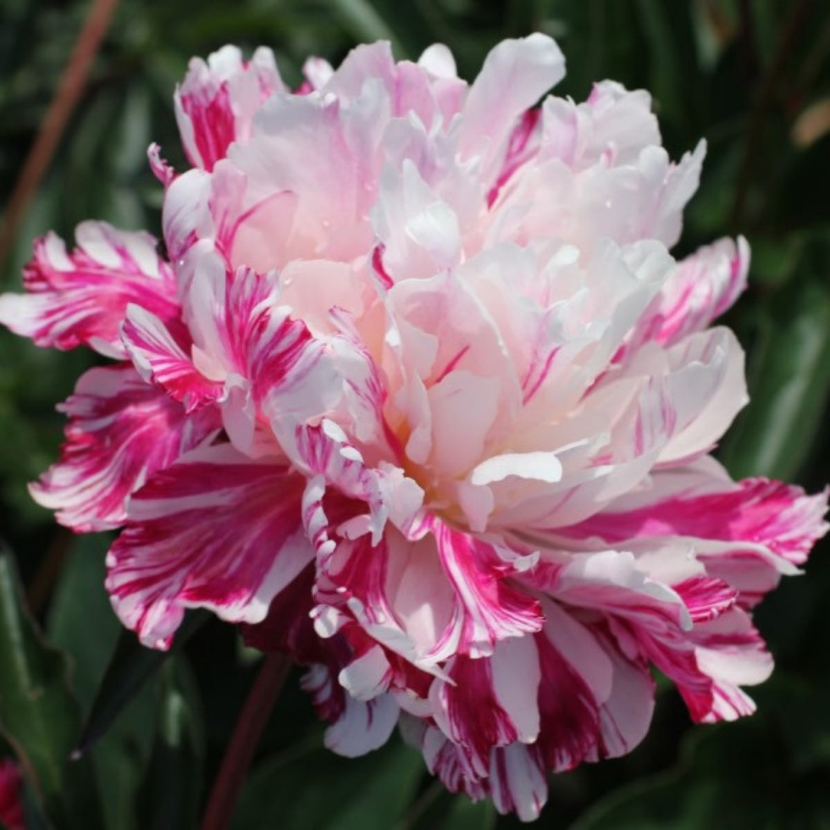 Candy Stripe Peony Seeds - Herbaceous Peony, Double Blooms, 10+ seeds