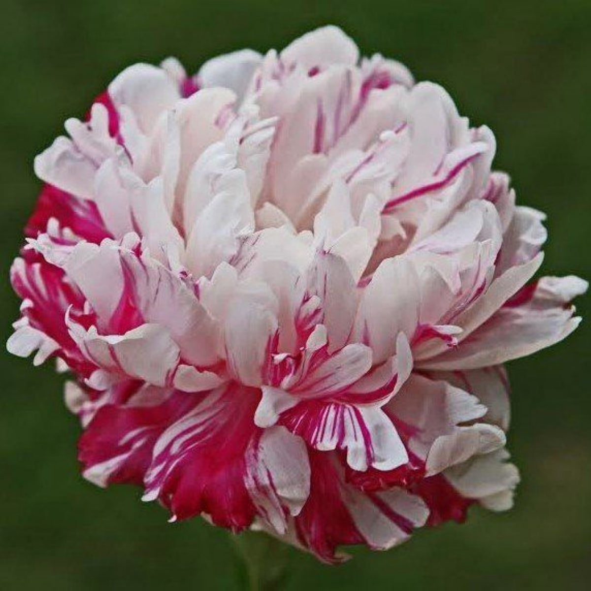 Candy Stripe Peony Seeds - Herbaceous Peony, Double Blooms, 10+ seeds