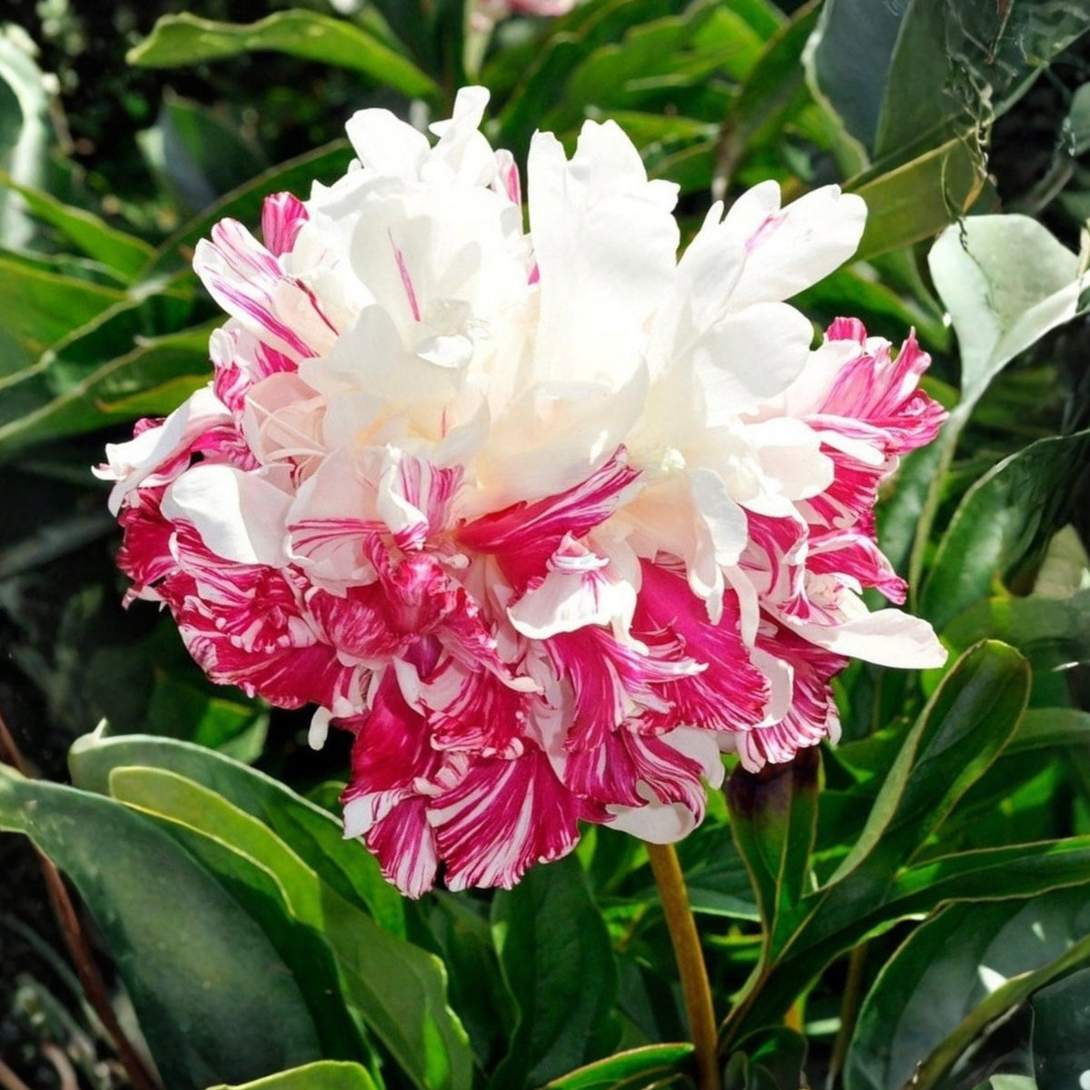 Candy Stripe Peony Seeds - Herbaceous Peony, Double Blooms, 10+ seeds