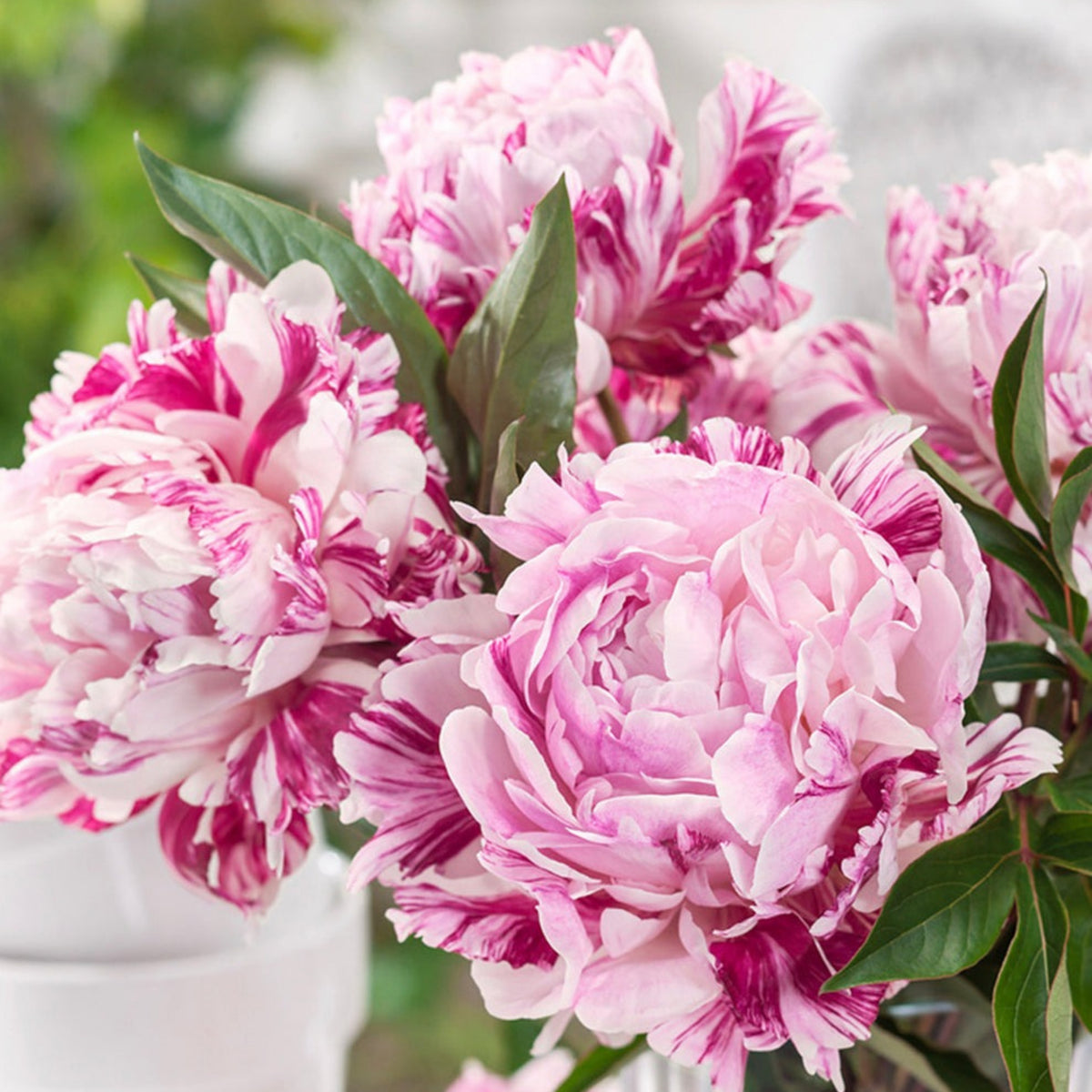 Candy Stripe Peony Seeds - Herbaceous Peony, Double Blooms, 10+ seeds