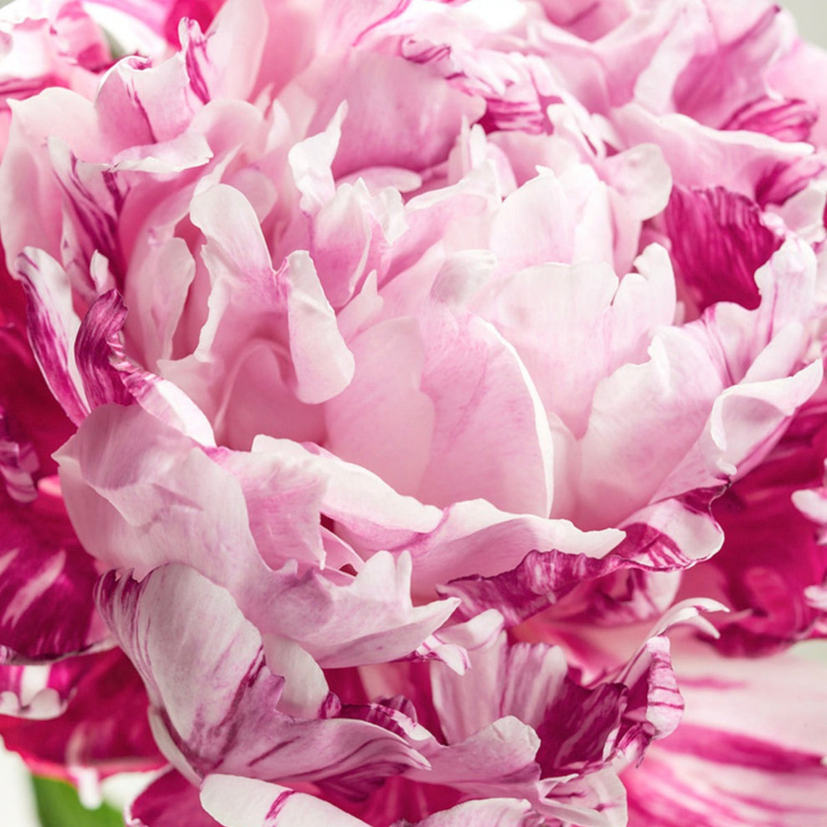 Candy Stripe Peony Seeds - Herbaceous Peony, Double Blooms, 10+ seeds