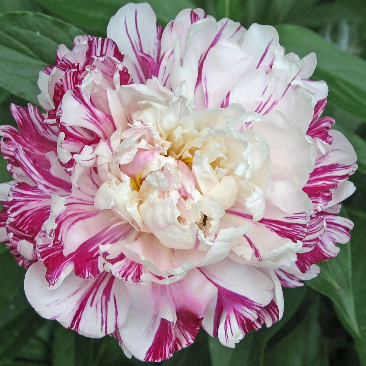 Candy Stripe Peony Seeds - Herbaceous Peony, Double Blooms, 10+ seeds