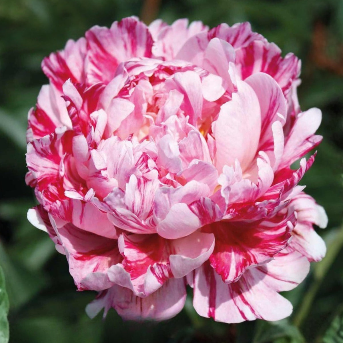 Candy Stripe Peony Seeds - Herbaceous Peony, Double Blooms, 10+ seeds